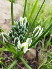 Albuca