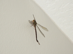 Triacanthagyna trifida