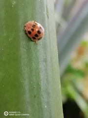 Epilachna tredecimnotata