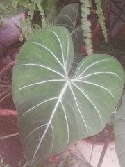 Philodendron gloriosum