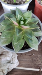 Haworthia cymbiformis