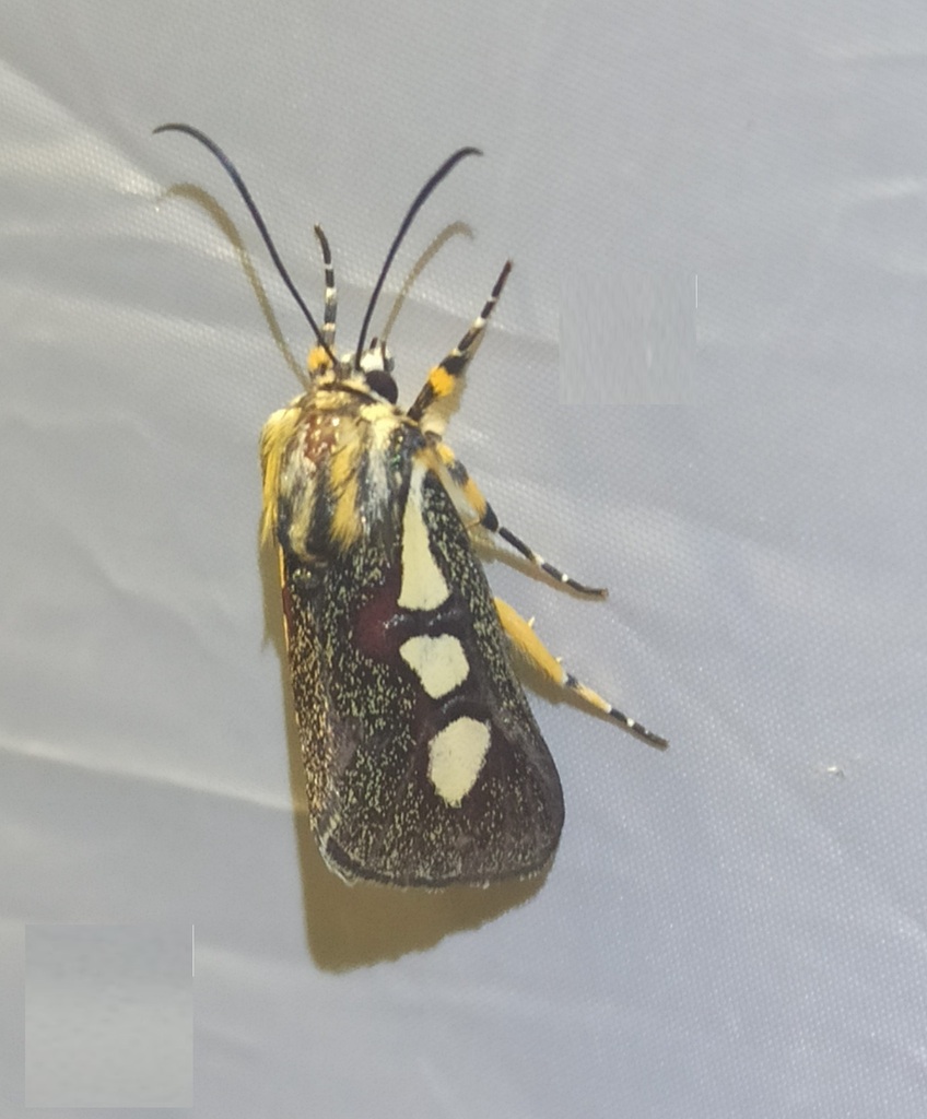 Aegocera tripartita