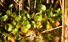 Hydrocotyle verticillata