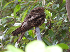 Antrostomus carolinensis