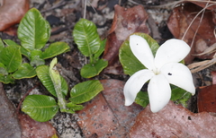 Leptactina prostrata