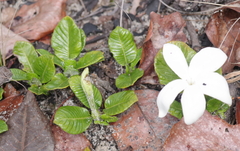 Leptactina prostrata