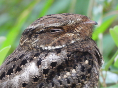 Antrostomus carolinensis