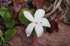 Leptactina prostrata