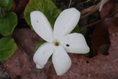 Leptactina prostrata