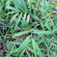 Zingiber officinale