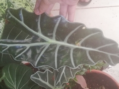 Alocasia amazonica