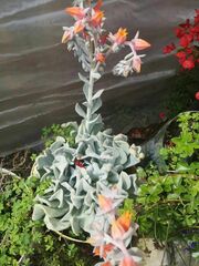 Echeveria runyonii