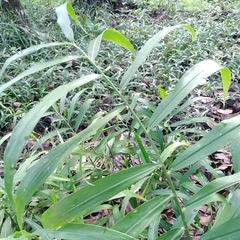 Zingiber officinale