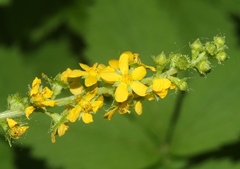 Agrimonia striata