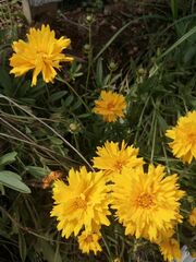 Coreopsis