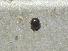 Chilocorus nigritus