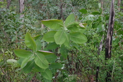 Terminalia brachystemma