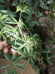 Eryngium foetidum