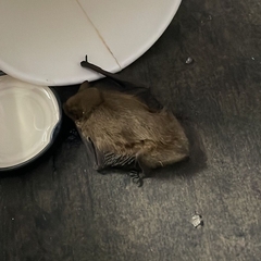 Pipistrellus pygmaeus