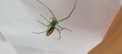Tetragnatha viridis