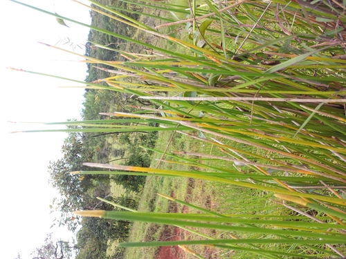 Eleocharis interstincta image