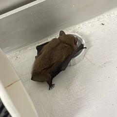 Pipistrellus pygmaeus
