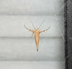 Stathmopoda