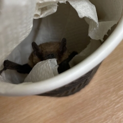 Pipistrellus pygmaeus