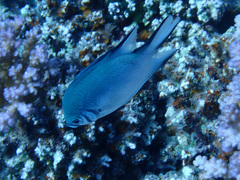 Amblyglyphidodon indicus