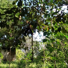 Chrysophyllum cainito