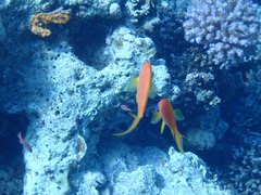 Pseudanthias squamipinnis