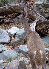 Odocoileus virginianus couesi