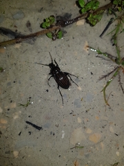 Carabus melancholicus