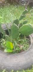 Opuntia cochenillifera