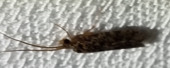 Hydrobiosidae