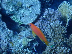 Pseudanthias squamipinnis