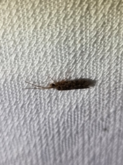 Hydrobiosidae