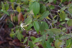 Landolphia camptoloba