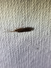 Hydrobiosidae