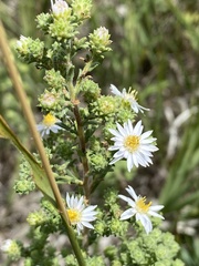 Symphyotrichum ericoides pansum