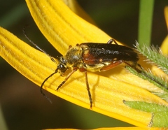 Lepturini