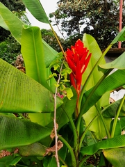 Musa coccinea