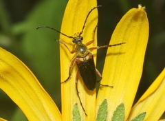 Lepturini