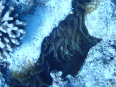 Entacmaea quadricolor