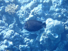 Zebrasoma desjardinii