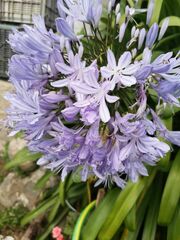 Agapanthus