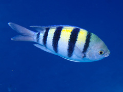 Abudefduf vaigiensis