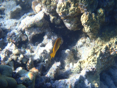 Pomacentrus sulfureus