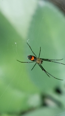 Leucauge argyrobapta