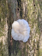 Exidia thuretiana